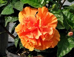 Florida Orange